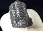 Barrandeops ovatus (McKELLAR & CHATTERTON 2009) - Bild © FossNet FossilienStore